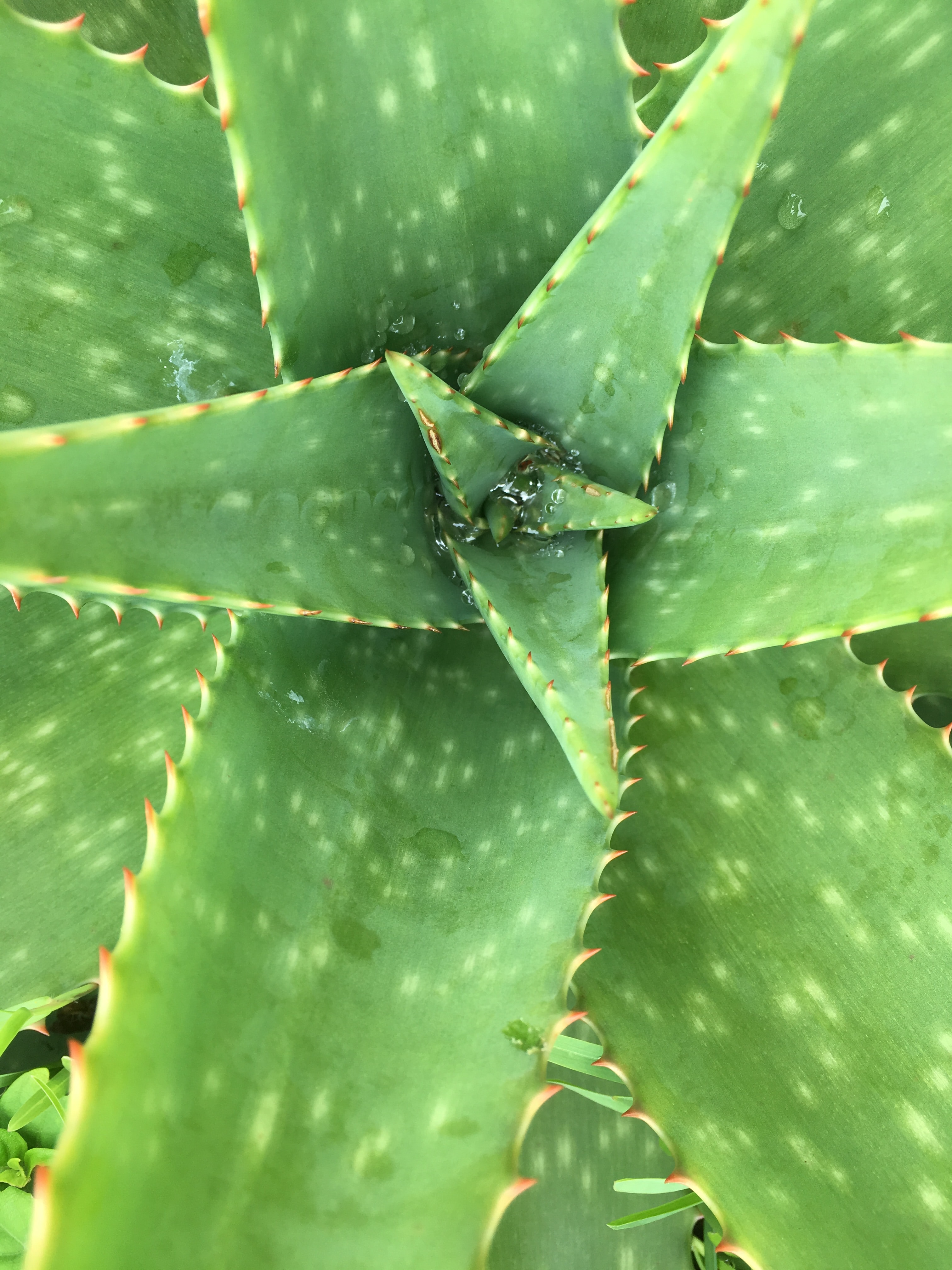 Benefits of supplementing with Aloe vera